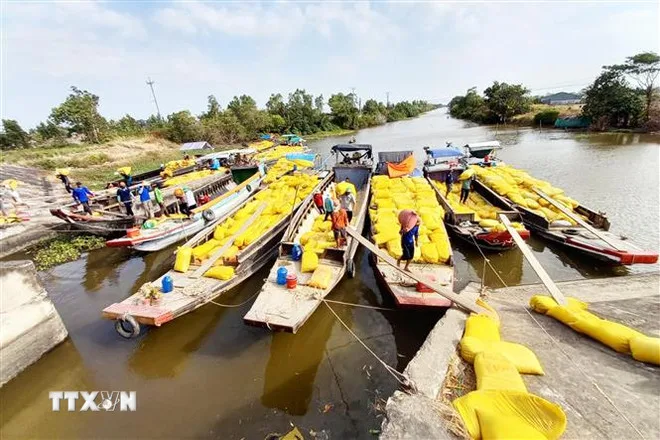 Philippines muốn tăng thuế nhập khẩu gạo, Ấn Độ thu phí xuất khẩu