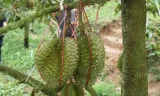 Sầu riêng đông lạnh, đòn bẩy xuất khẩu tỉ USD