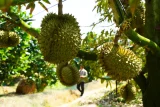 Mỹ tăng mua rau quả Việt