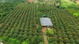 Chỉ 15 ngày 'ôm' về 650 triệu USD, xuất khẩu rau quả làm được điều khó tin