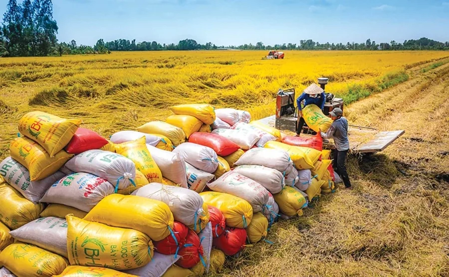 Xuất khẩu gạo đối mặt với thách thức mới