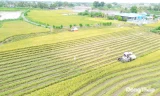 Giá lúa giảm sâu, nông dân gặp khó