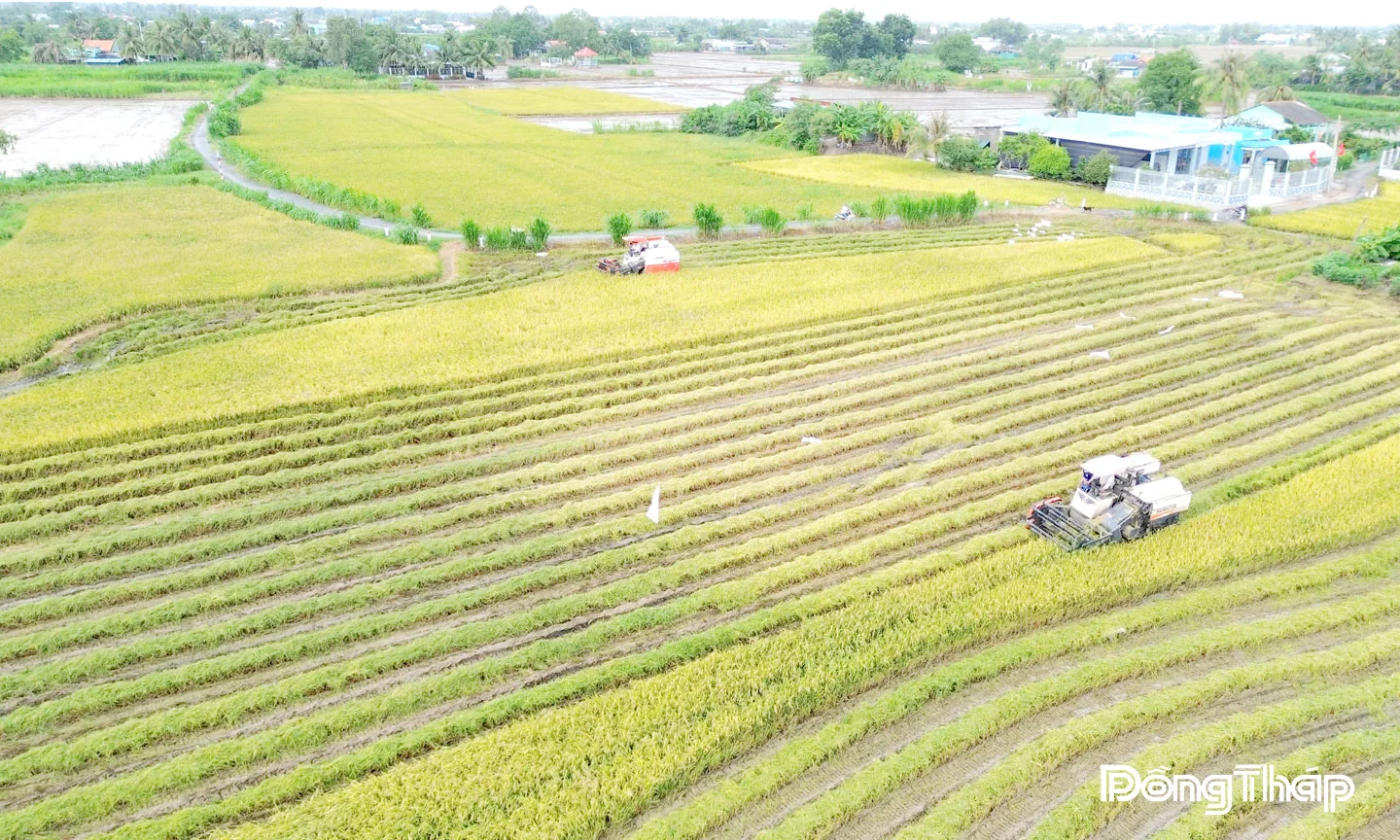 Giá lúa giảm sâu, nông dân gặp khó