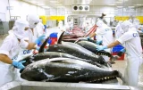 Xuất khẩu cá ngừ sang Mỹ giảm mạnh trong tháng 8