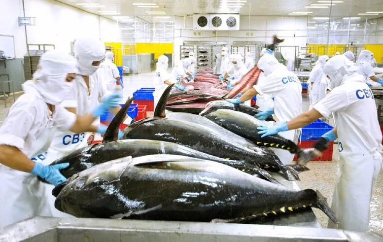 Xuất khẩu cá ngừ sang Mỹ giảm mạnh trong tháng 8
