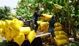 Triển khai nhanh hoàn thuế VAT, mua gạo dự trữ để hỗ trợ nông dân