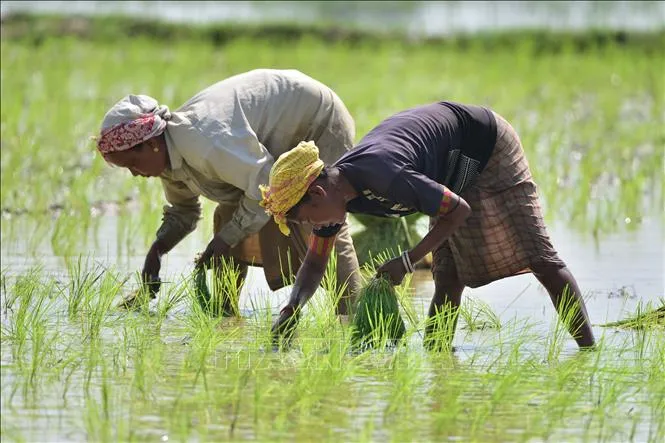Ấn Độ siết lại xuất khẩu gạo