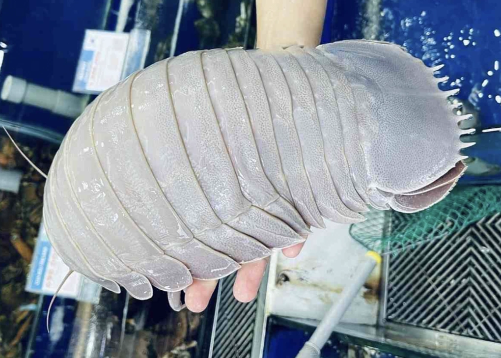 Bọ biển vượt giá tôm hùm, thành hải sản xa xỉ
