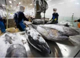 EU và Indonesia ký kết FTA: thêm thách thức cho cá ngừ Việt Nam
