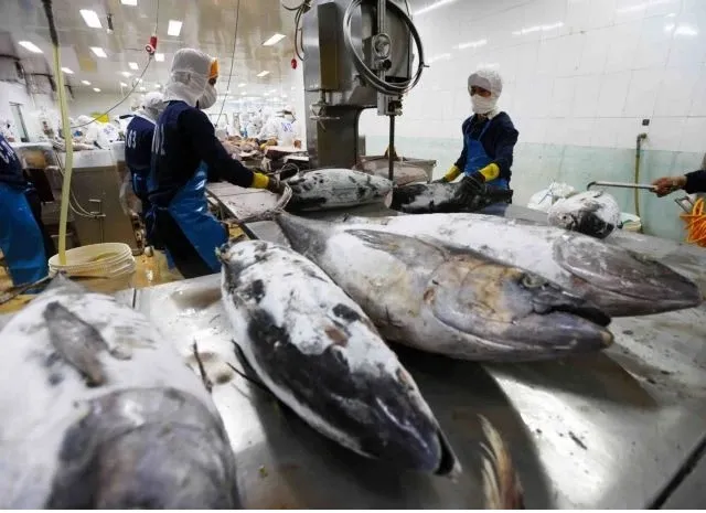 EU và Indonesia ký kết FTA: thêm thách thức cho cá ngừ Việt Nam