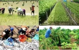 Thêm cơ hội vay vốn ưu đãi ngành nông, lâm, thủy sản