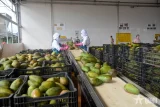 Xuất khẩu trái cây và rau quả vì sao lại “tụt dốc”?