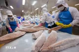Thủy sản Việt Nam vượt sóng xuất khẩu khi liên tục đối mặt các rào cản kỹ thuật
