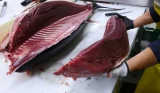 Ngư dân châu Âu phản đối việc EU miễn thuế cá ngừ Thái Lan
