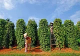 Xuất khẩu hồ tiêu 9 tháng đạt hơn 1,26 tỷ USD