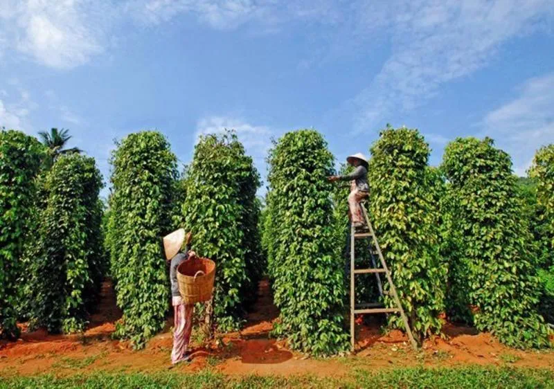 Xuất khẩu hồ tiêu 9 tháng đạt hơn 1,26 tỷ USD