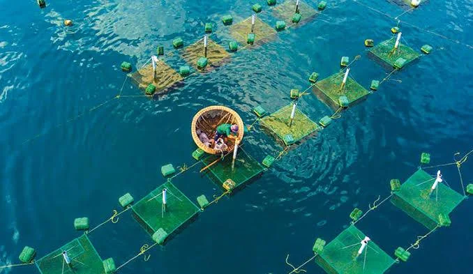 Chuyển đổi năng lượng sạch trong ngành thủy sản và khuyến nghị cho Việt Nam