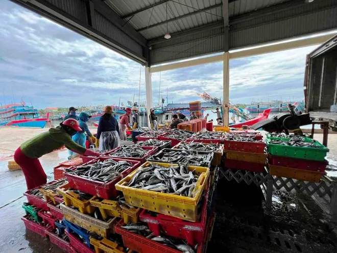 Bão lũ gây thiệt hại lớn, ngành thủy sản khẩn trương khôi phục sản xuất