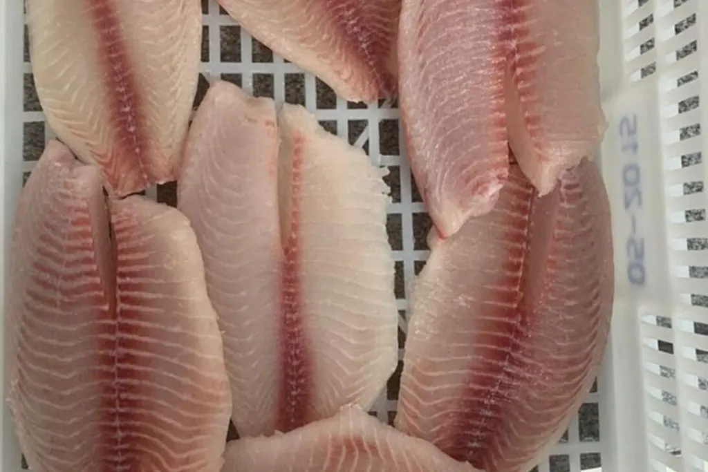 Cá rô phi – động lực tăng trưởng mới của thủy sản Brazil