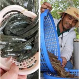 Giá nông thủy sản miền Tây: Thương lái tranh nhau mua cá kèo, tôm đất Cà Mau