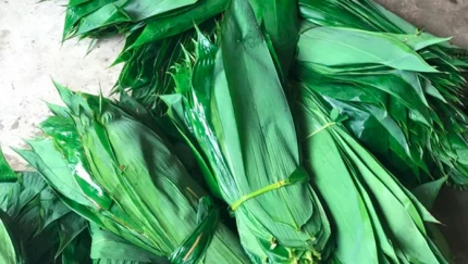 Lá tre trở thành sản phẩm xuất khẩu thu về triệu USD