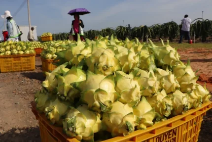 Vườn thanh long vỏ vàng ở xã Hàm Thuận, tỉnh Lâm Đồng (Bình Thuận cũ), tháng 11/2025. Ảnh: Việt Quốc