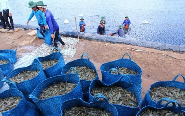 Top 5 thị trường NK tôm Việt Nam 7 tháng 2026: Động lực tăng trưởng đang dịch chuyển