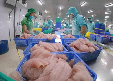 Xuất khẩu cá tra sang Anh: Cơ hội từ nhu cầu cá thịt trắng và xu hướng tiêu dùng tiện lợi