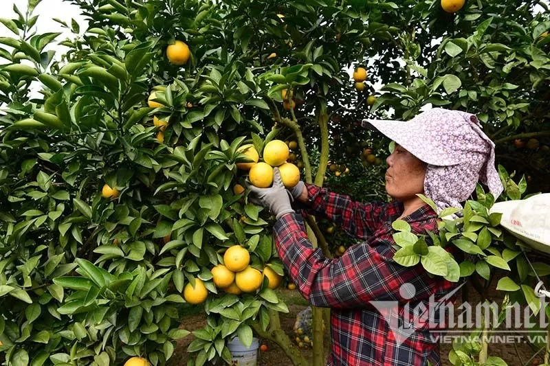 Kẹt đường sang châu Âu, doanh nghiệp xuất khẩu tìm cách bán hàng về nội địa