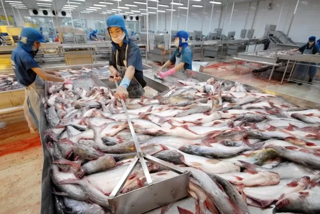 Xuất khẩu cá tra sang Hoa Kỳ năm 2026: Áp lực gia tăng từ thuế, bảo hộ và sức mua yếu