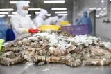 Trung Quốc tăng gom hàng tết, xuất khẩu tôm Việt Nam cao kỷ lục