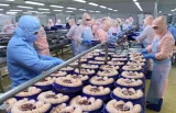 Xuất khẩu tôm 8 tháng 2026: Tăng trưởng vẫn tích cực, cạnh tranh chuyển sang hiệu quả và giá trị