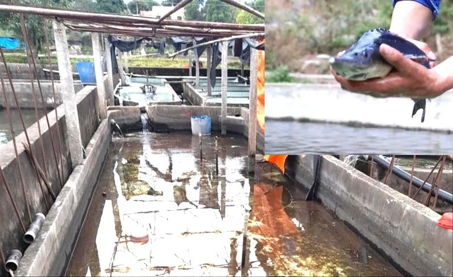 Cá tầm Trung Quốc ồ ạt vào Việt Nam, người nuôi trong nước lao đao