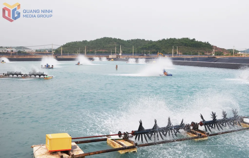 Quảng Ninh sắp xếp vùng nuôi biển phù hợp quy hoạch phát triển thuỷ sản bền vững