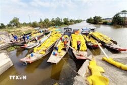 Thị trường nông sản: Giá gạo xuất khẩu của Việt Nam tiếp tục tăng
