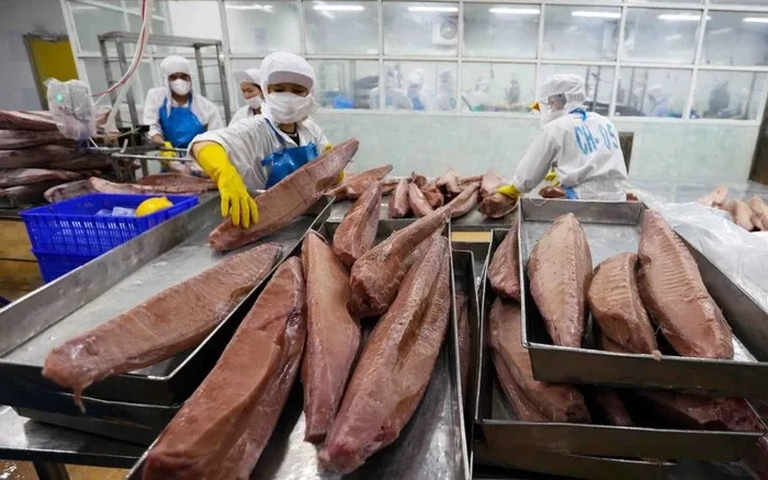 Xuất khẩu cá ngừ sang Phần Lan tăng, cơ hội mở rộng tại Bắc Âu