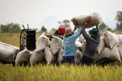 Giá gạo chịu áp lực giảm vì Philippines ngưng nhập khẩu