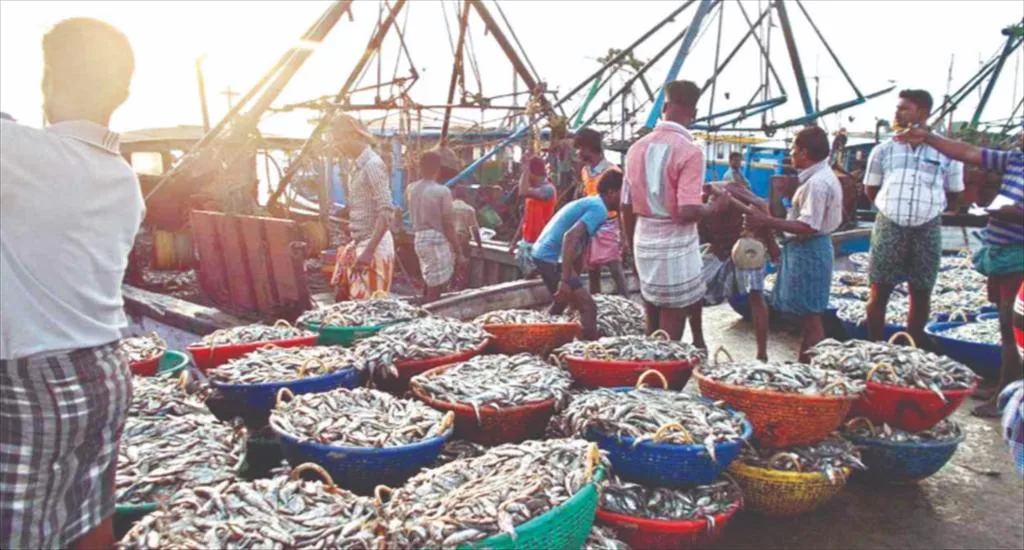 Ấn Độ xoay trục xuất khẩu thủy sản sau cú sốc thuế 50% từ Mỹ