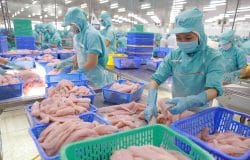 Thị trường nội địa: Một phần không thể thiếu trong chiến lược phát triển bền vững ngành cá tra?