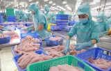 Xuất khẩu cá tra tháng 9/2025: Động lực từ thị trường CPTPP và sản phẩm chế biến