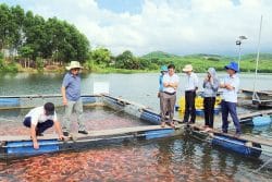 Hà Nội phát triển nuôi cá rô phi, cá diêu hồng theo hướng hàng hóa chất lượng cao