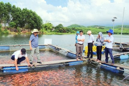 Hà Nội phát triển nuôi cá rô phi, cá diêu hồng theo hướng hàng hóa chất lượng cao