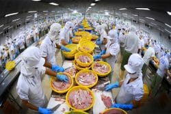 Thế hệ kế thừa đưa cá tra Việt Nam bước sang giai đoạn phát triển mới