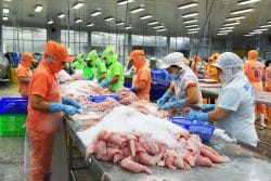 Cá tra Việt Nam giữ đà xuất khẩu giữa biến động chính sách và thị trường