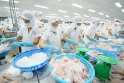 Thị trường nội địa - 'Thành trì dài hạn' của cá tra Việt Nam