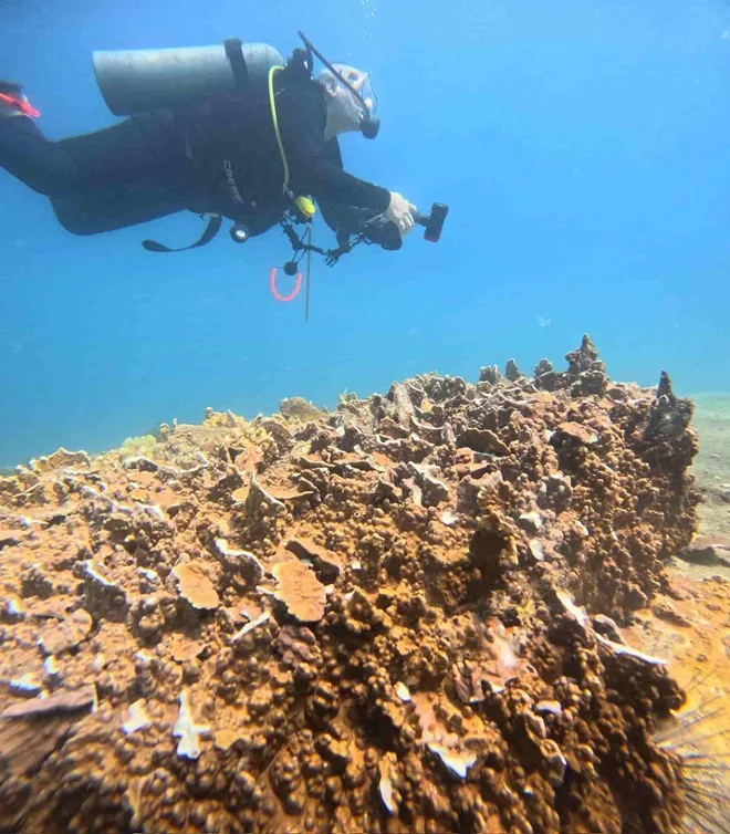 Khánh Hòa điều tra vụ cá chết bất thường tại Hòn Bạc nghi dùng thuốc nổ