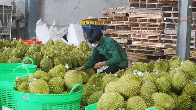 Hóa đơn đang làm khó đường đi từ vườn cây đến doanh nghiệp