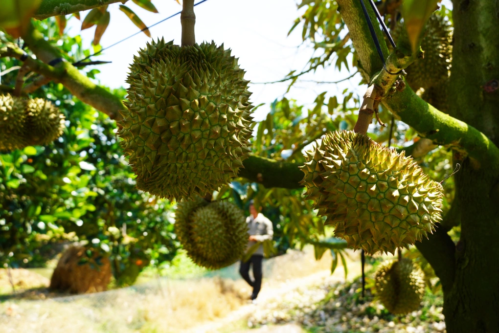Mỹ tăng mua rau quả Việt