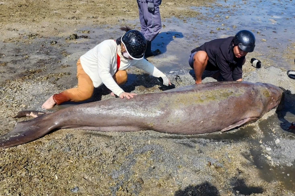 Cá nàng tiên quý hiếm chết ở bãi biển Côn Đảo