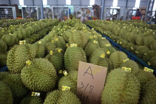 Kim ngạch xuất khẩu sầu riêng lập kỷ lục mới